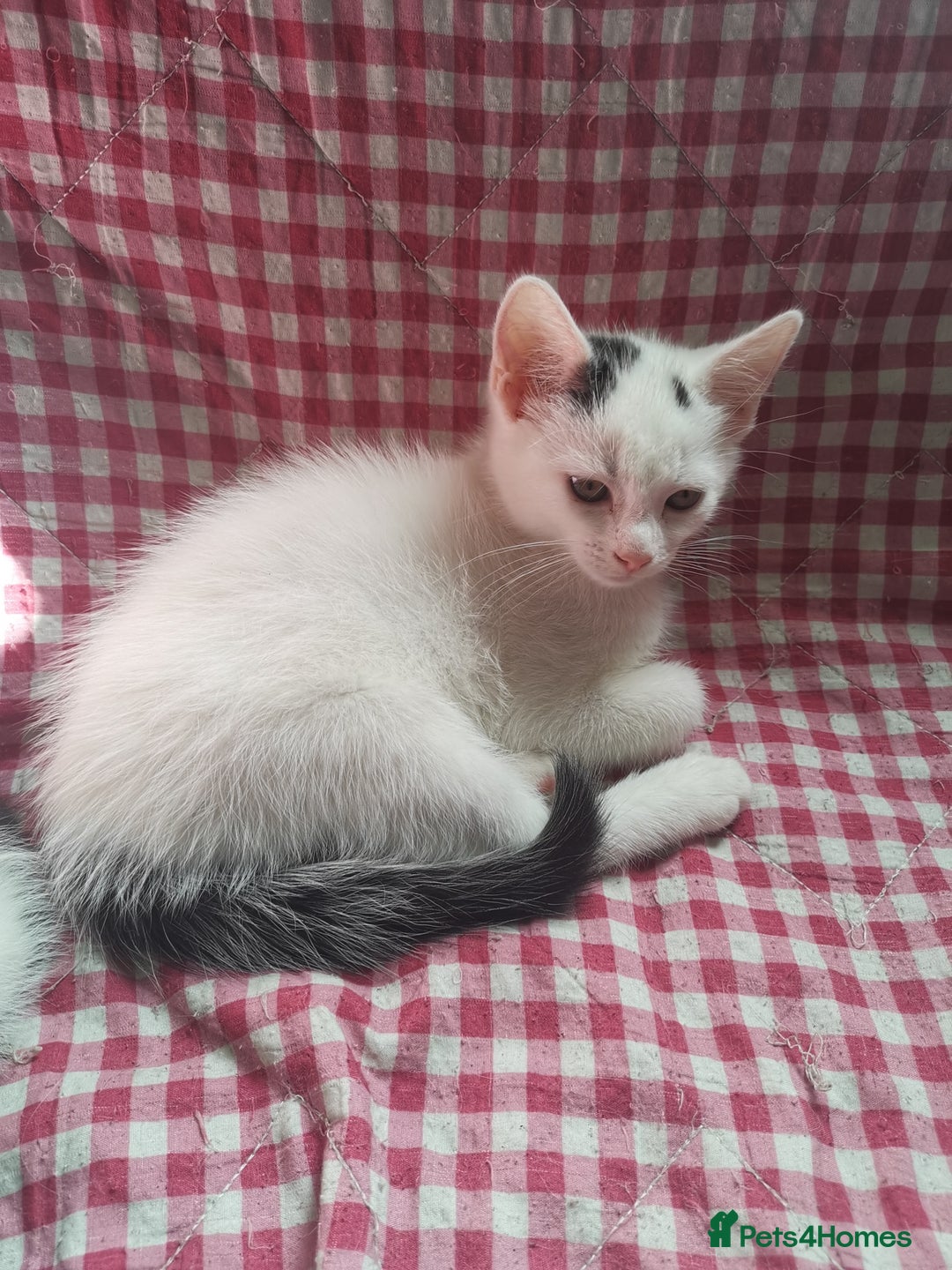 Mixed Breed cats for sale: 9 weeks old kittens for sale  - Image 4