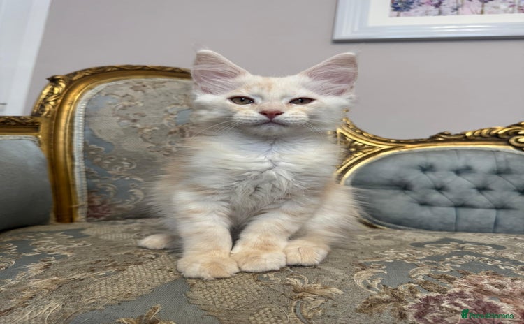 Maine Coon cats - Advert 7