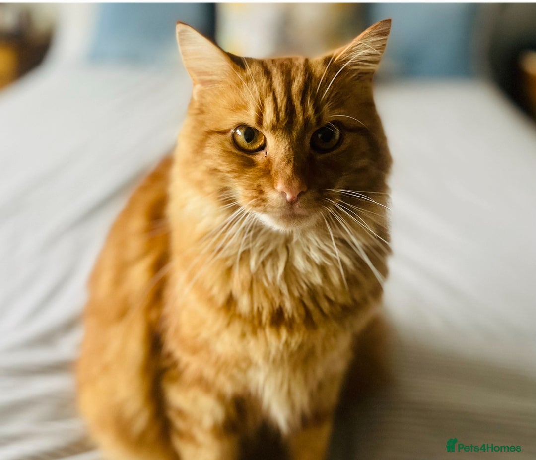 Mixed Breed cats for sale: Gentle Gent for a Loving Forever Home - Advert 1