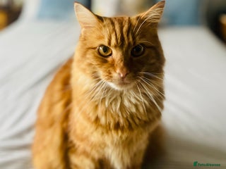 Mixed Breed cats for sale: Gentle Gent for a Loving Forever Home - Advert 1