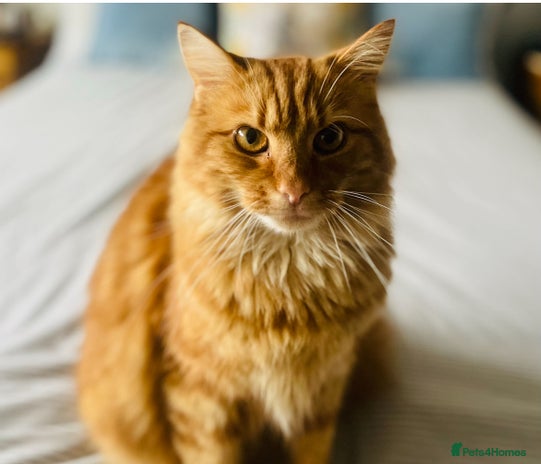 Mixed Breed cats Gentle Gent for a Loving Forever Home - Advert 1