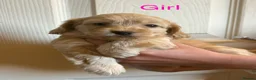Cockapoo dogs for sale: Beautiful cockerpoo puppies  - Advert 8
