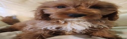 Cavapoo dogs for sale: Adorable Red&White Cavapoo Puppies Available Now  - Advert 5