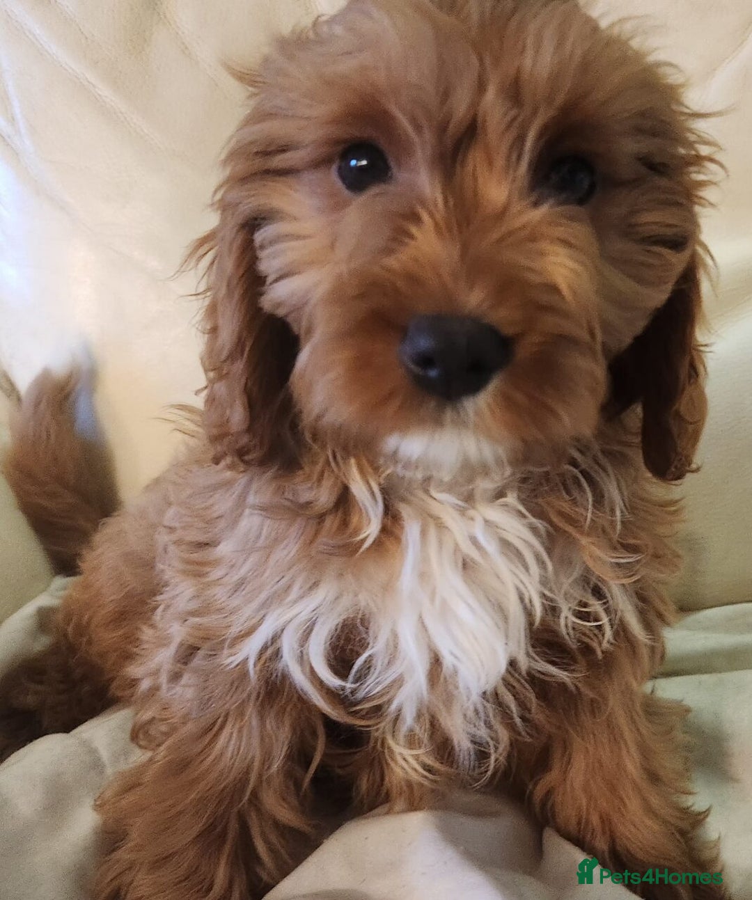 Cavapoo dogs for sale: Adorable Red&White Cavapoo Puppies Available Now  - Advert 5