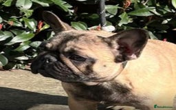 French Bulldog dogs for sale: Stunning Fawn female - Image 4