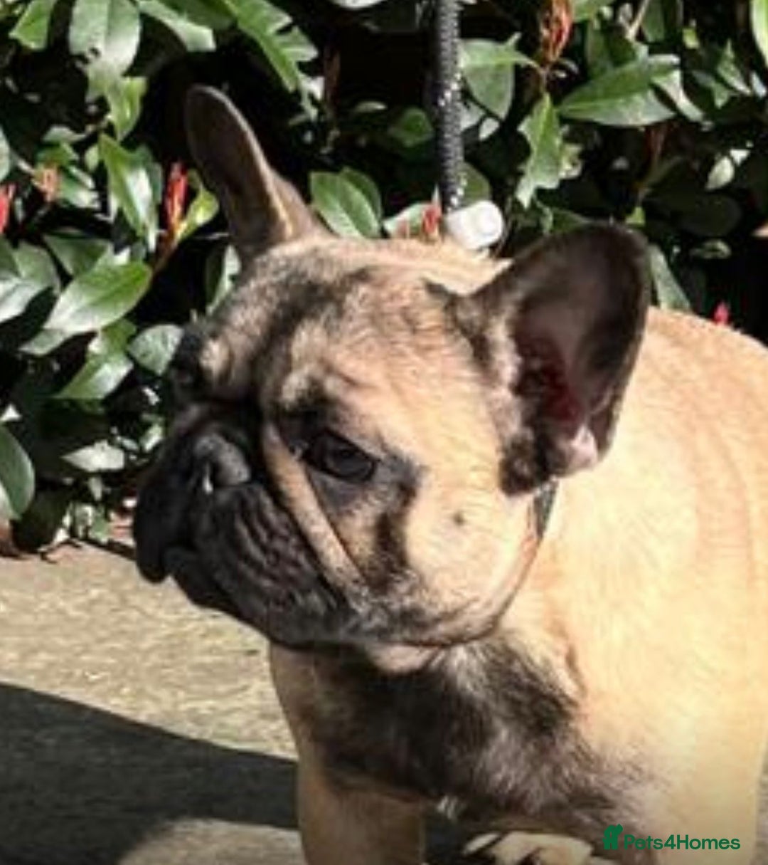 French Bulldog dogs for sale: Stunning Fawn female - Image 4