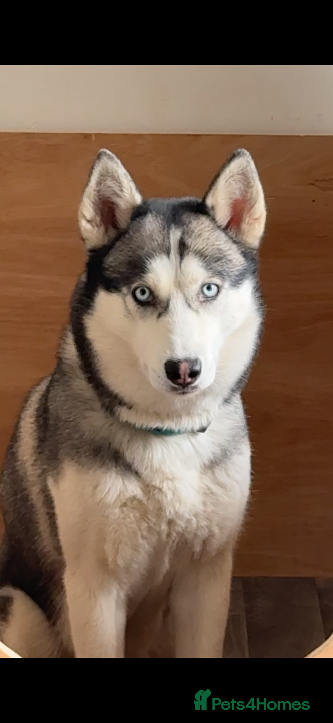 Siberian Husky dogs for sale: ❌REHOMING❌3 year old Siberian husky - Image 4
