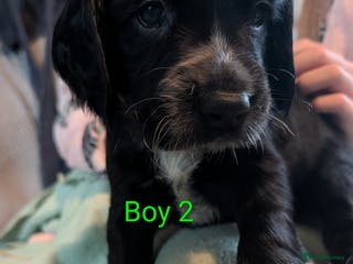 Sprocker dogs Sprocker Spaniel pups! 1 Girl & 2 boys available. - Advert 14