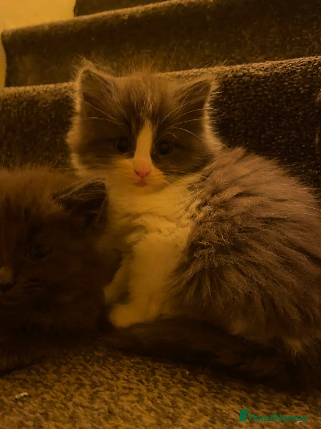 Maine Coon cats for sale: 💓ONLY ONE Beautiful Mainecoon/Ragdoll  Kittens💓 - Advert 2