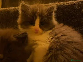 Maine Coon cats 💓ONLY ONE Beautiful Mainecoon/Ragdoll Kittens💓 - Advert 14