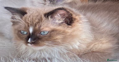 Ragdoll cats - Advert 1