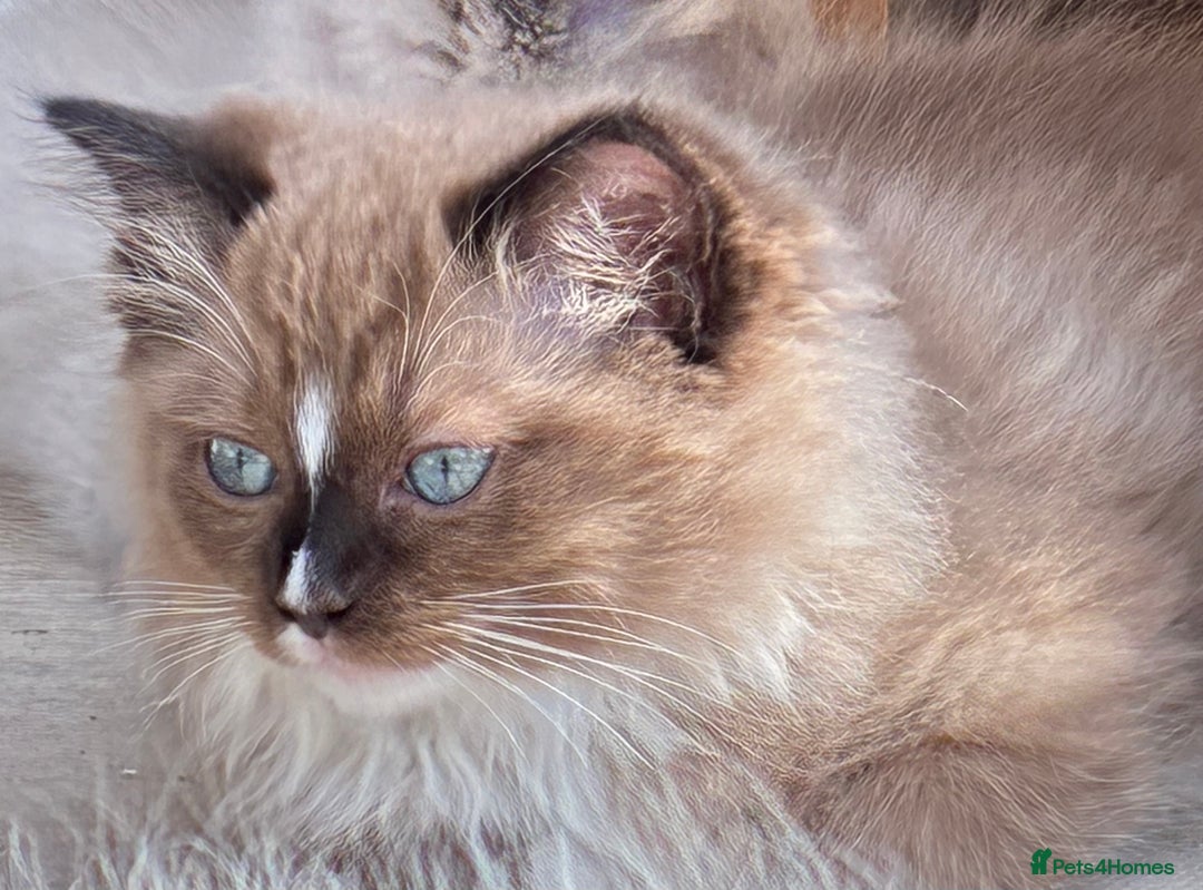 Ragdoll cats for sale:  READY TO LEAVE LAST FRMALE SEAL MINK  - Image 3