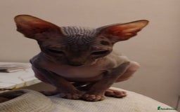 Sphynx cats for sale: Beautiful blue tabby girl - Advert 9