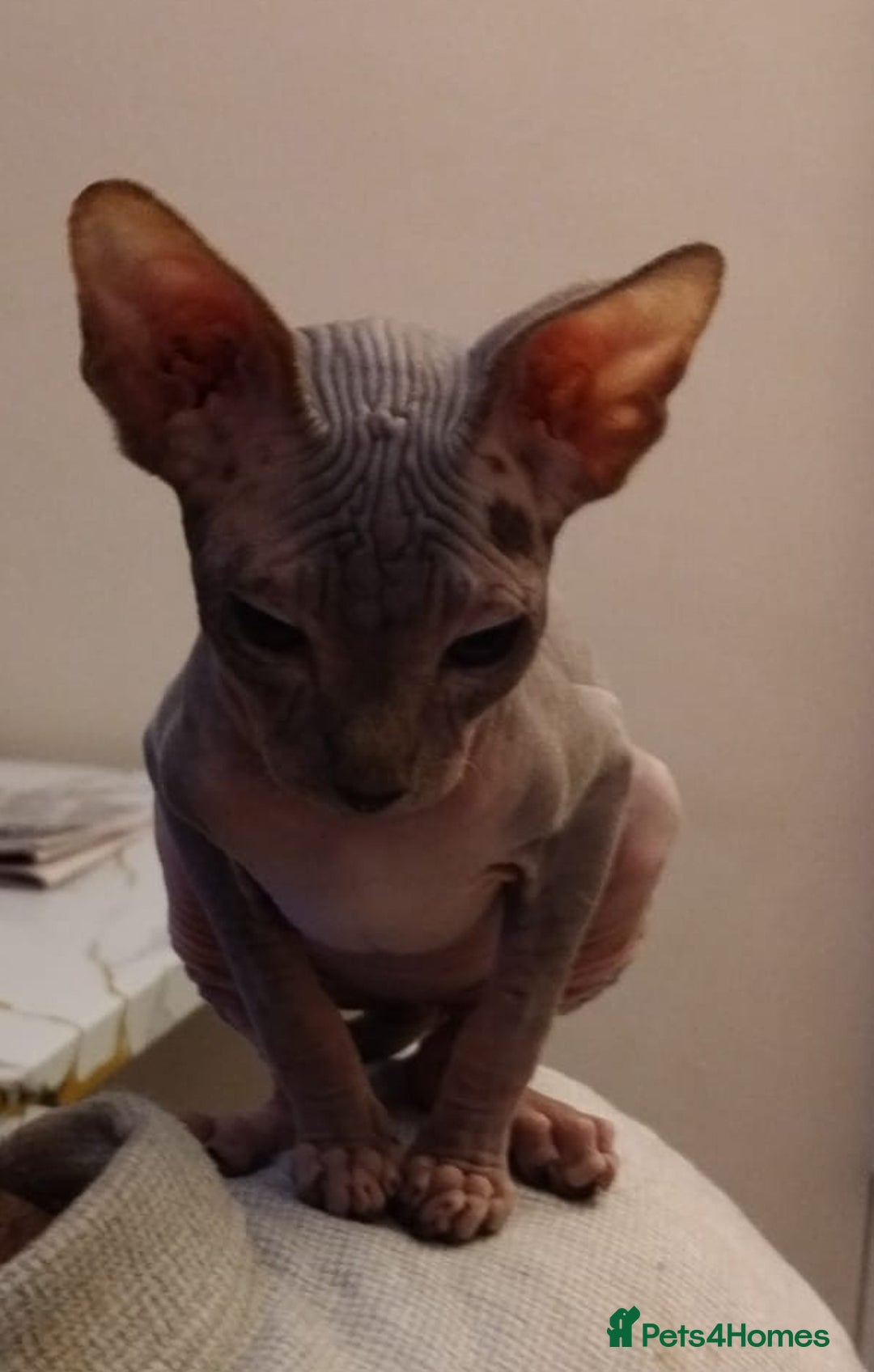 Sphynx cats for sale: Beautiful blue tabby girl - Advert 9