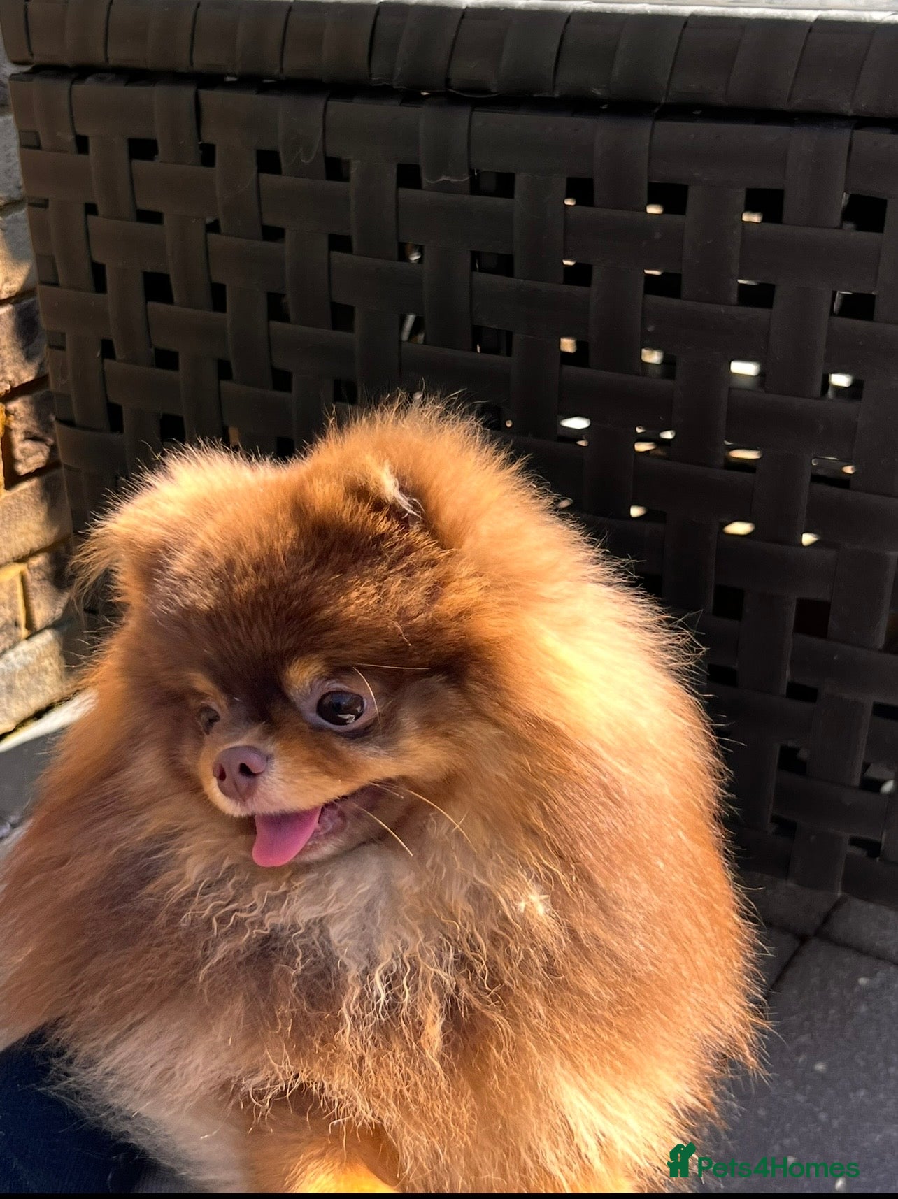 Pomeranian dogs Proven FCI Reg Choc & Tan Pomeranian Stud - Advert 11