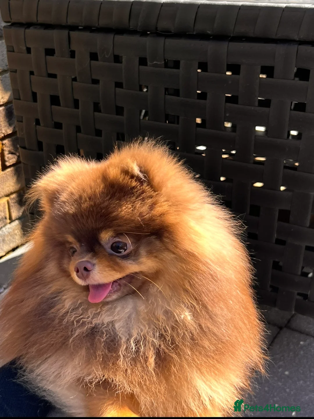 Pomeranian dogs for stud: Proven FCI Reg Choc & Tan Pomeranian Stud - Advert 1