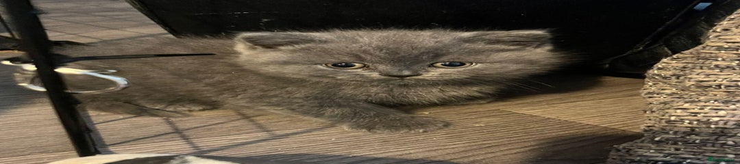 British Shorthair Kitten 1