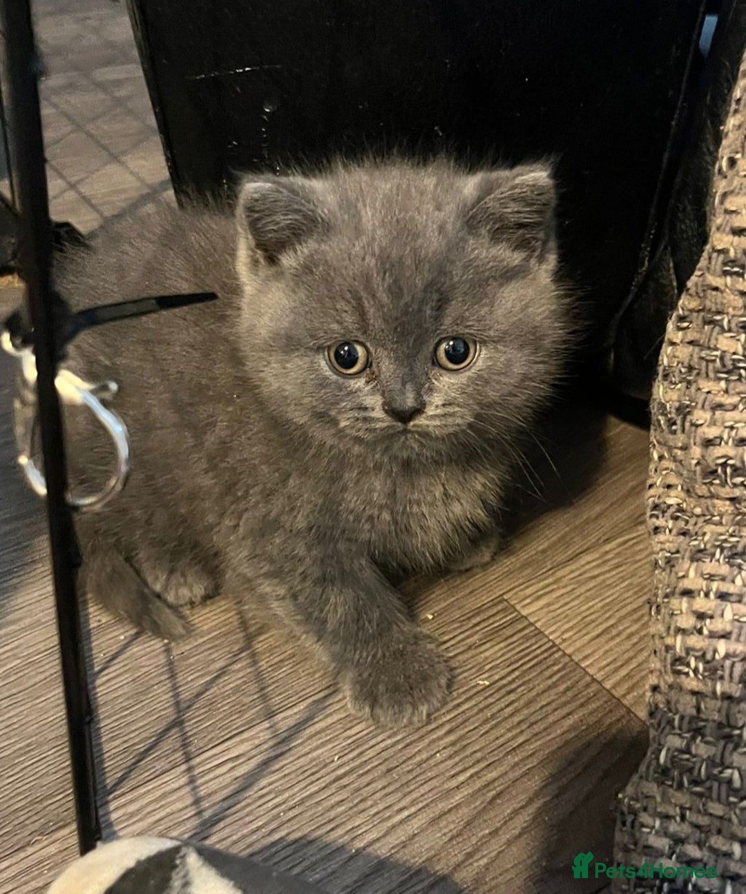 British Shorthair cats for sale: British Shorthair Kittens for Sale - Image 5