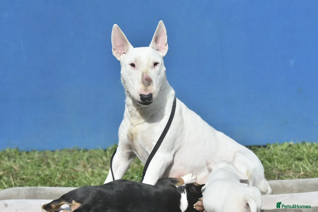 Miniature Bull terrier dogs for sale: Quality miniature english bull terrier puppies - Advert 2
