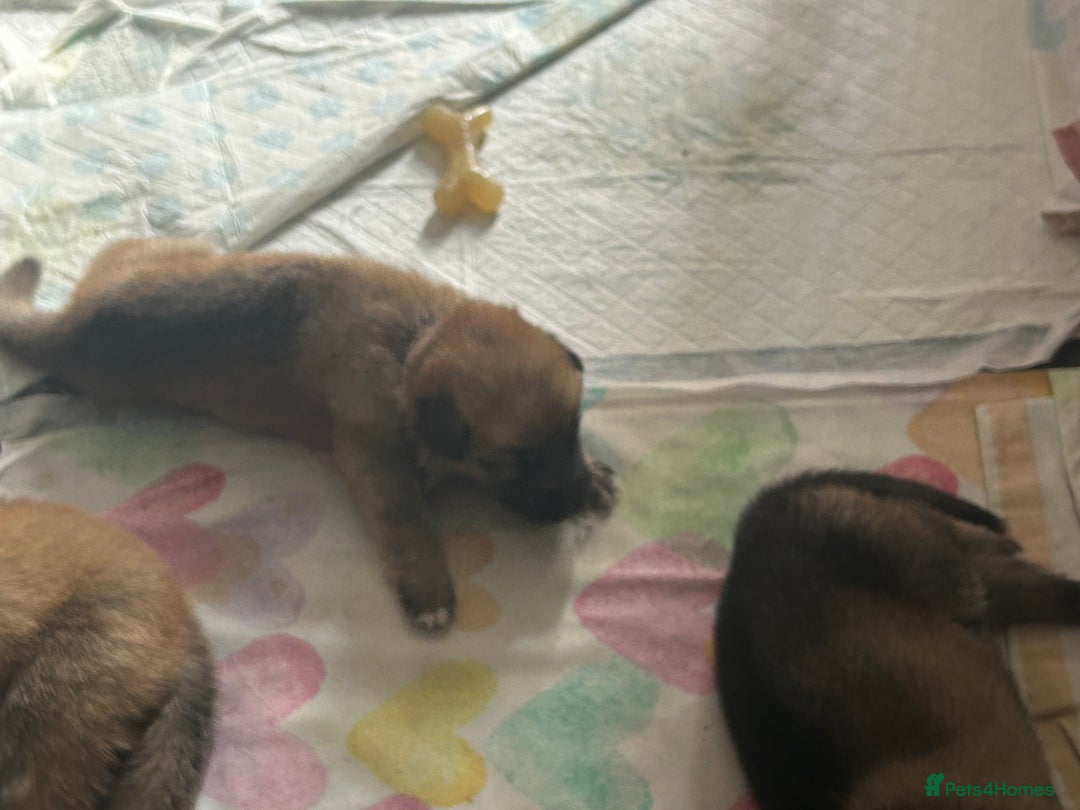 Shepsky dogs for sale: German shepherd x husky 3 weeks old  - Image 6