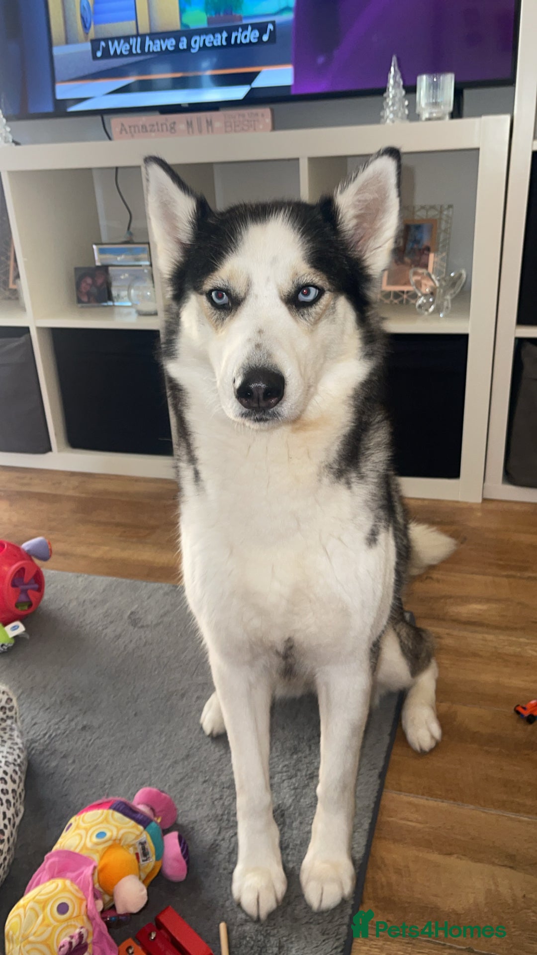 Siberian Husky dogs for sale: 4 year old Siberian  husky  - Advert 5