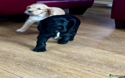 Cocker Spaniel dogs for sale: 2 beautiful cocker spaniels out of a litter of 7 - Image 29