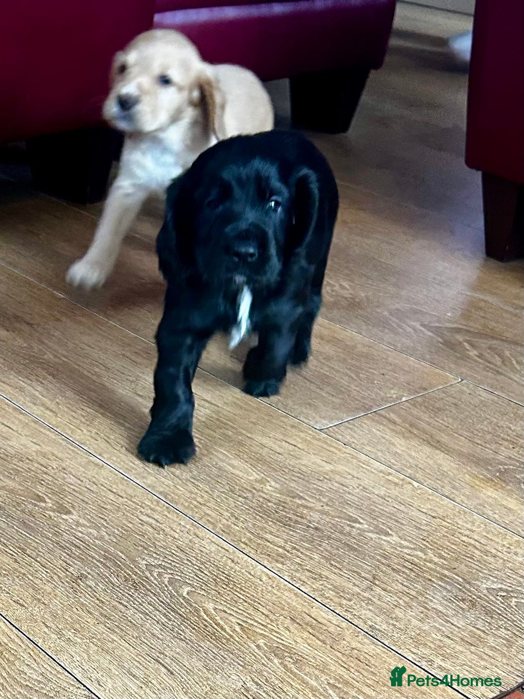 Cocker Spaniel dogs for sale: 2 beautiful cocker spaniels out of a litter of 7 - Image 29