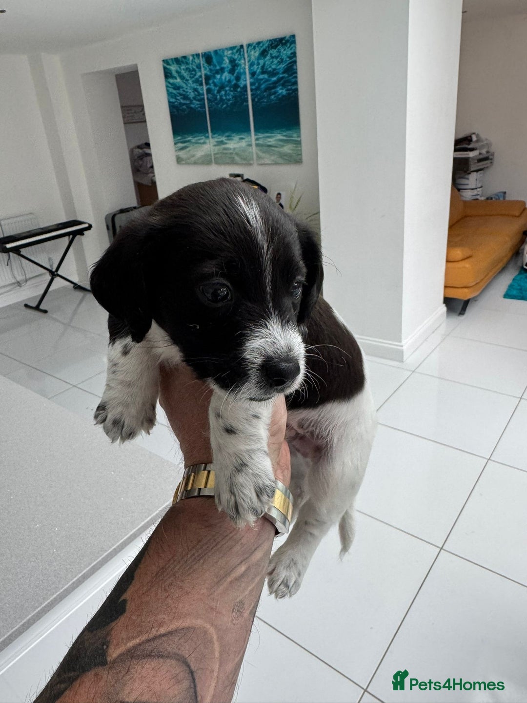 Mixed Breed dogs for sale: 3 male Jackapoo Pups - Image 8
