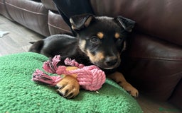 Mixed Breed dogs for sale: Rottsky puppy - Image 2