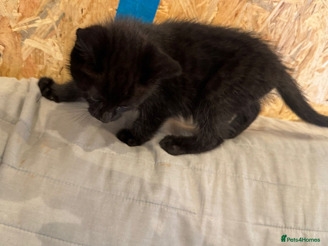 Mixed Breed cats for sale: Kittens for sale - ONLY 2 BLACK MALES REMAINING - Image 12