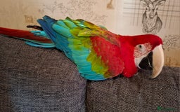 Macaws birds for sale: Greenwing Macaw 3year old female - Image 6
