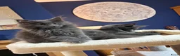 Maine Coon cats for sale: Stunning pedigree Maine coon kittens - Advert 1