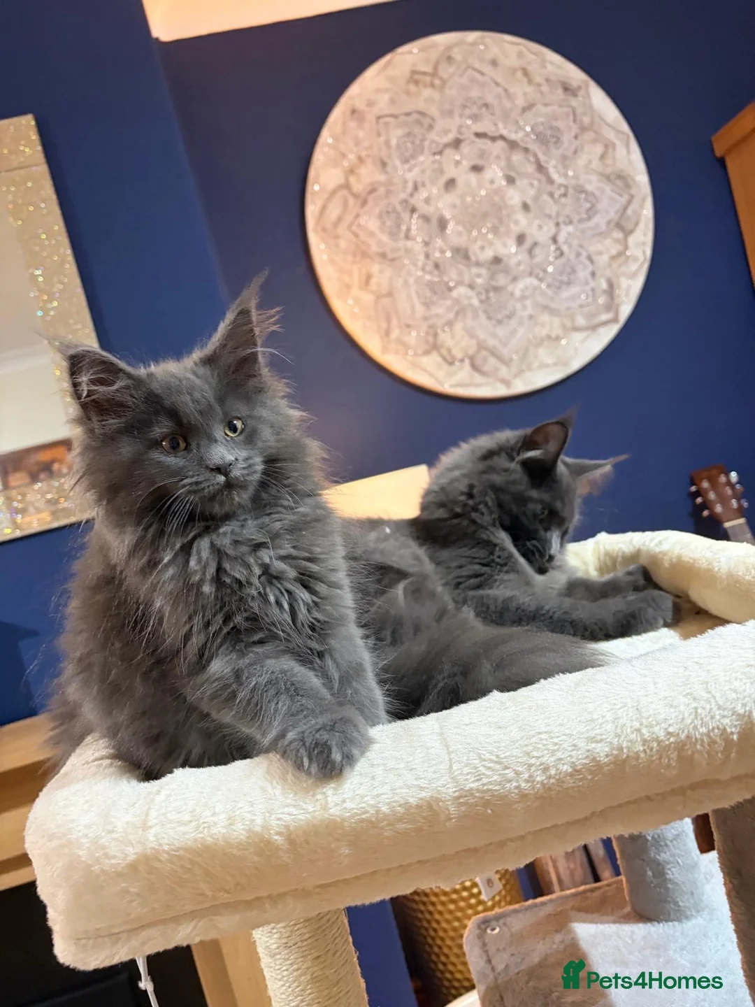 Maine Coon cats for sale: Stunning pedigree Maine coon kittens - Advert 1