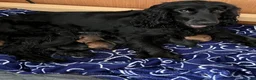 Cockapoo dogs for sale: Cockapoo Puppy’s for Sale in Ardrossan - Advert 3