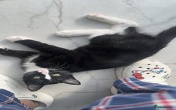 Mixed Breed cats for sale: Two Cow Cat for SALE - Image 3