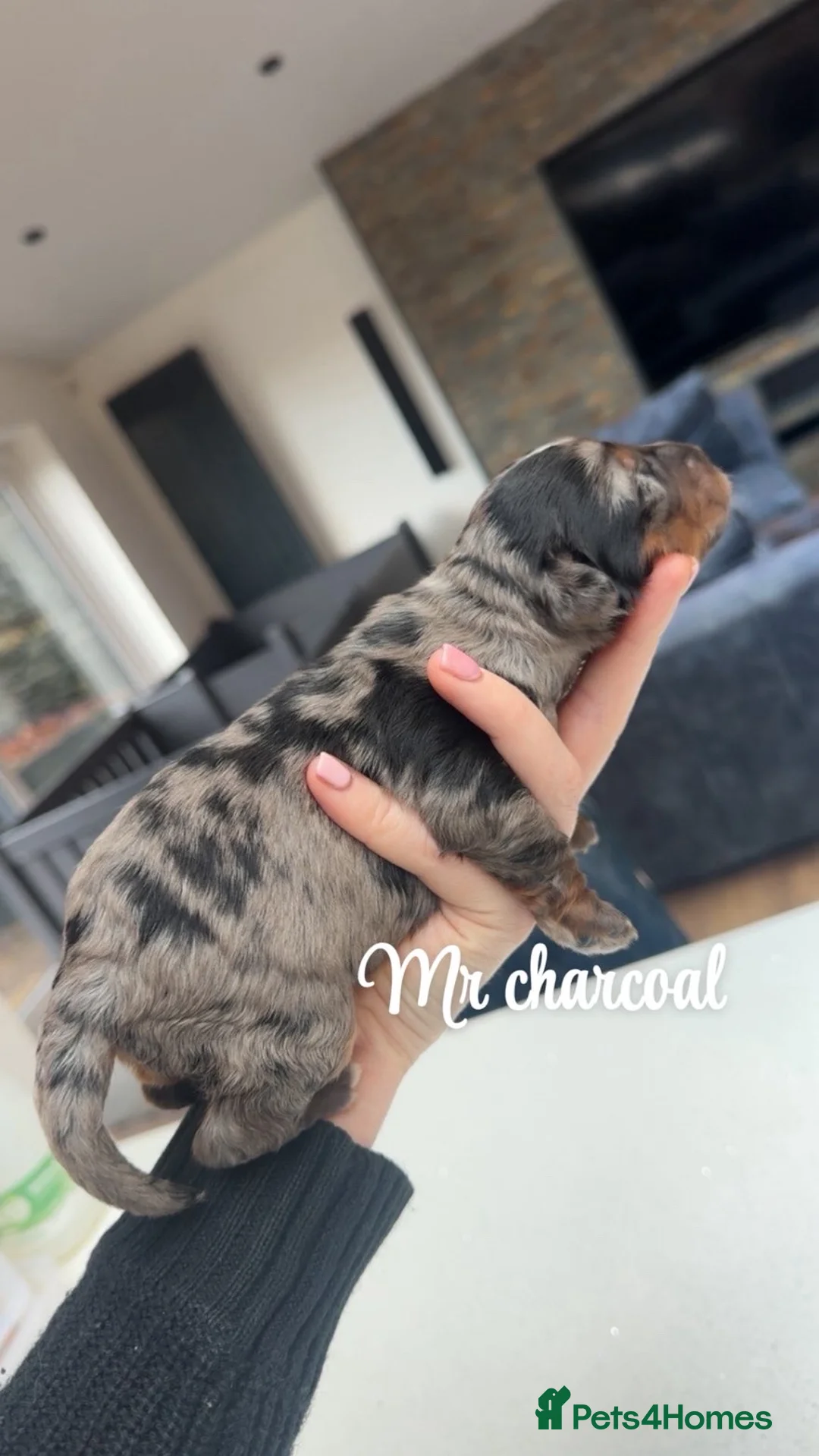 Bernedoodle dogs for sale: Merle, Black & Tan Mini Outstanding Bernedoodles - Advert 8