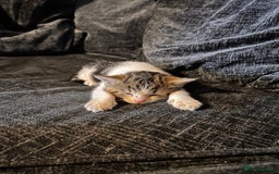 American Shorthair cats for sale: American shorthair x Turkish van kittens  - Image 20