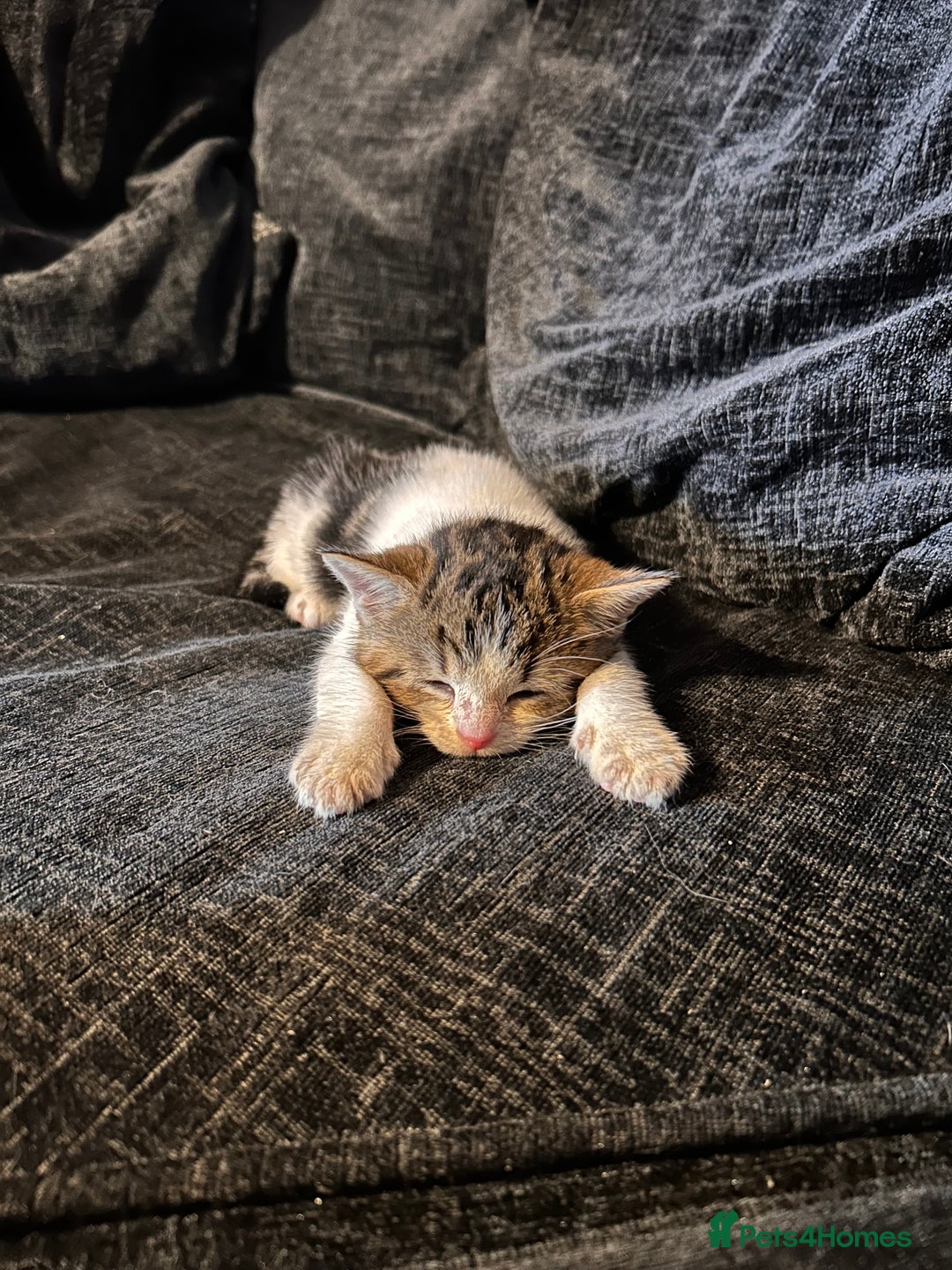 American Shorthair cats for sale: American shorthair x Turkish van kittens  - Image 20