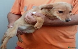 Mixed Breed dogs for adoption: 🐾 Mila – a sweet girl with a soft heart 🐾 - Image 2