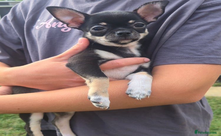 Chihuahua dogs - Advert 4