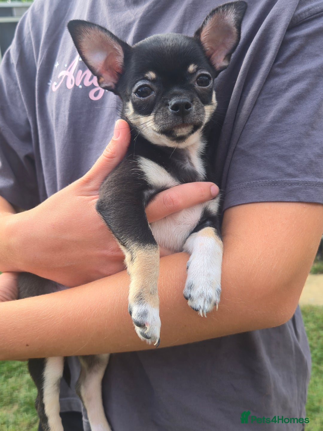 Chihuahua dogs for sale: Chihuahua puppies  - Image 1