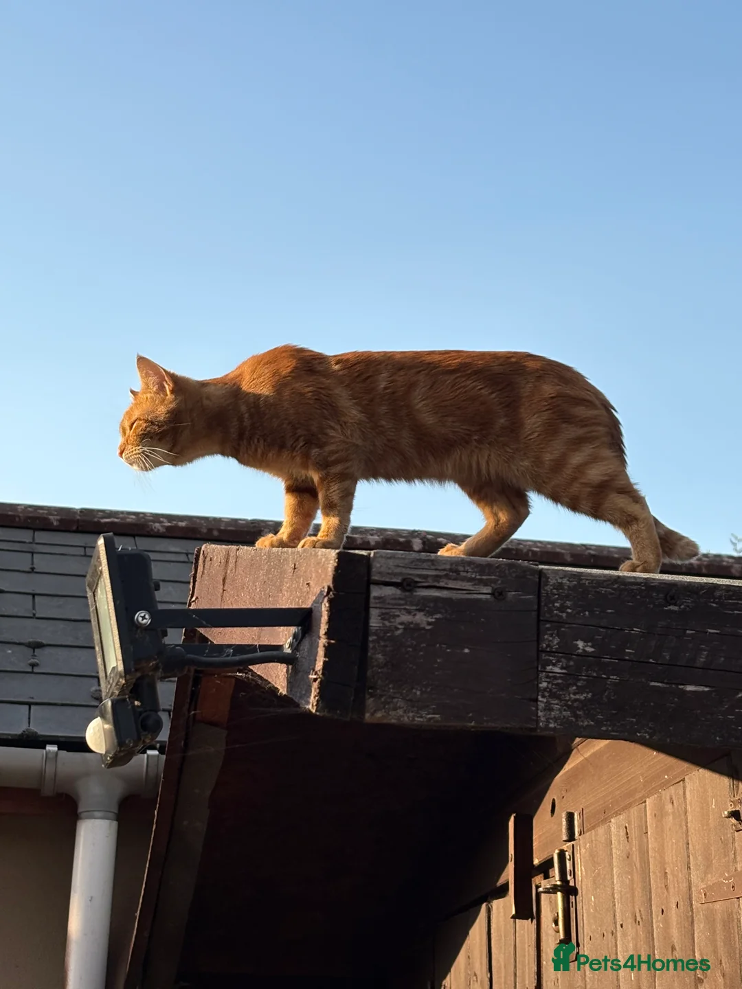 American Shorthair cats for sale: Ginger Tom  - Advert 2