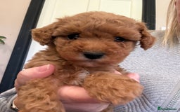 Miniature Poodle dogs for stud: KC phantom miniature poodle stud health tested in Thetford - Image 37
