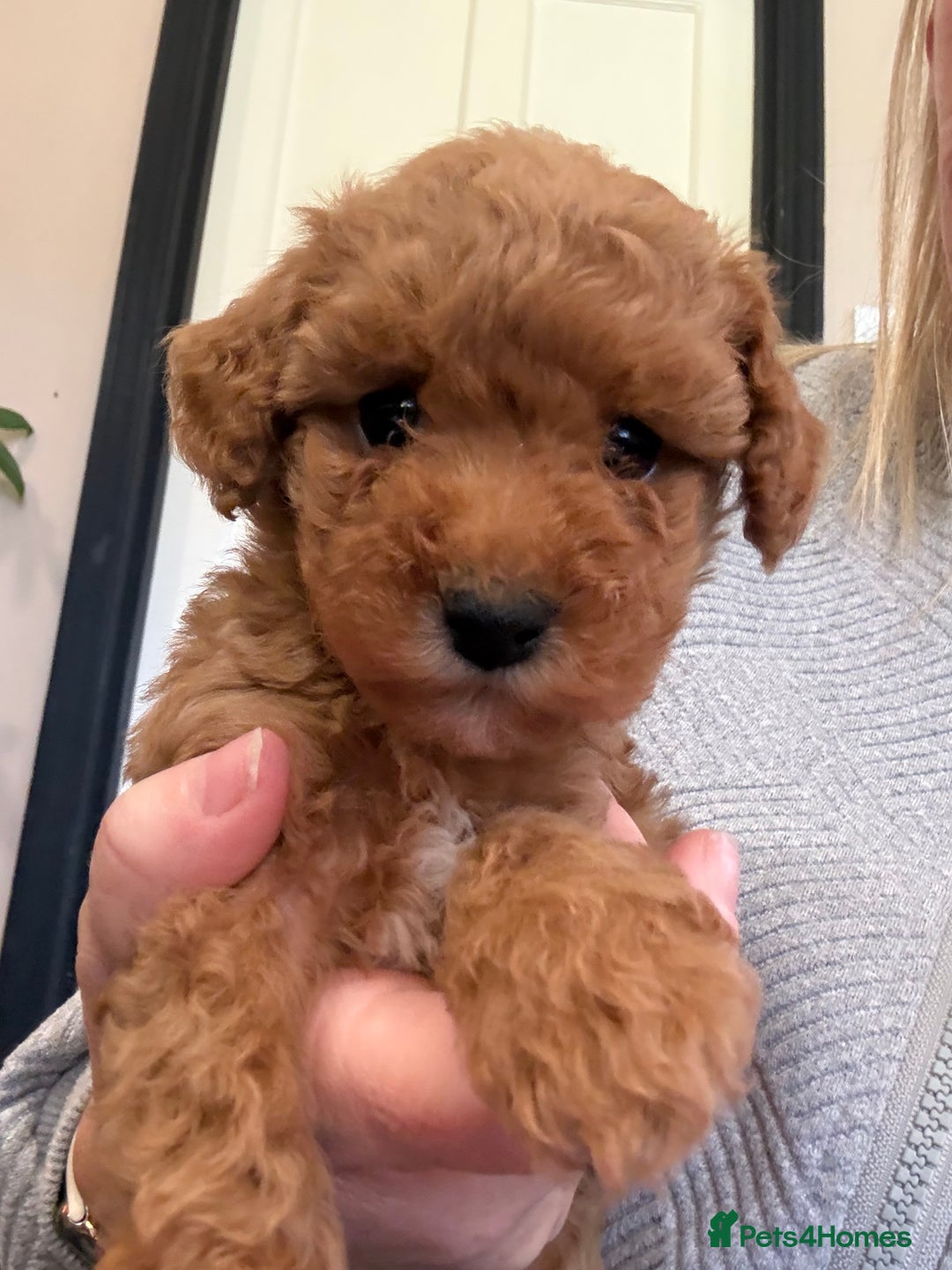 Miniature Poodle dogs for stud: KC phantom miniature poodle stud health tested in Thetford - Image 37