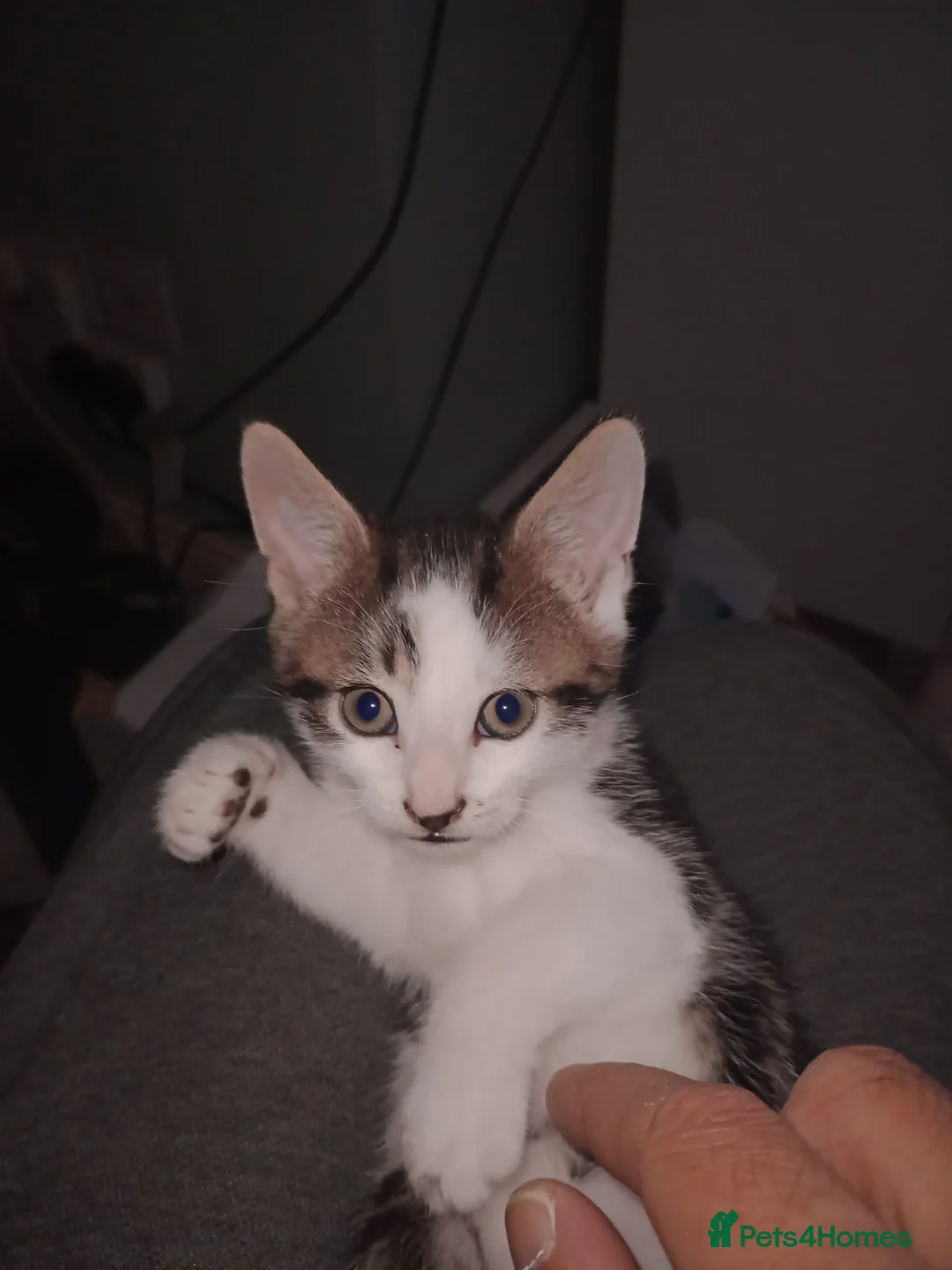 Mixed Breed cats for sale: 3 beautiful kittens  in Cheltenham - Advert 4