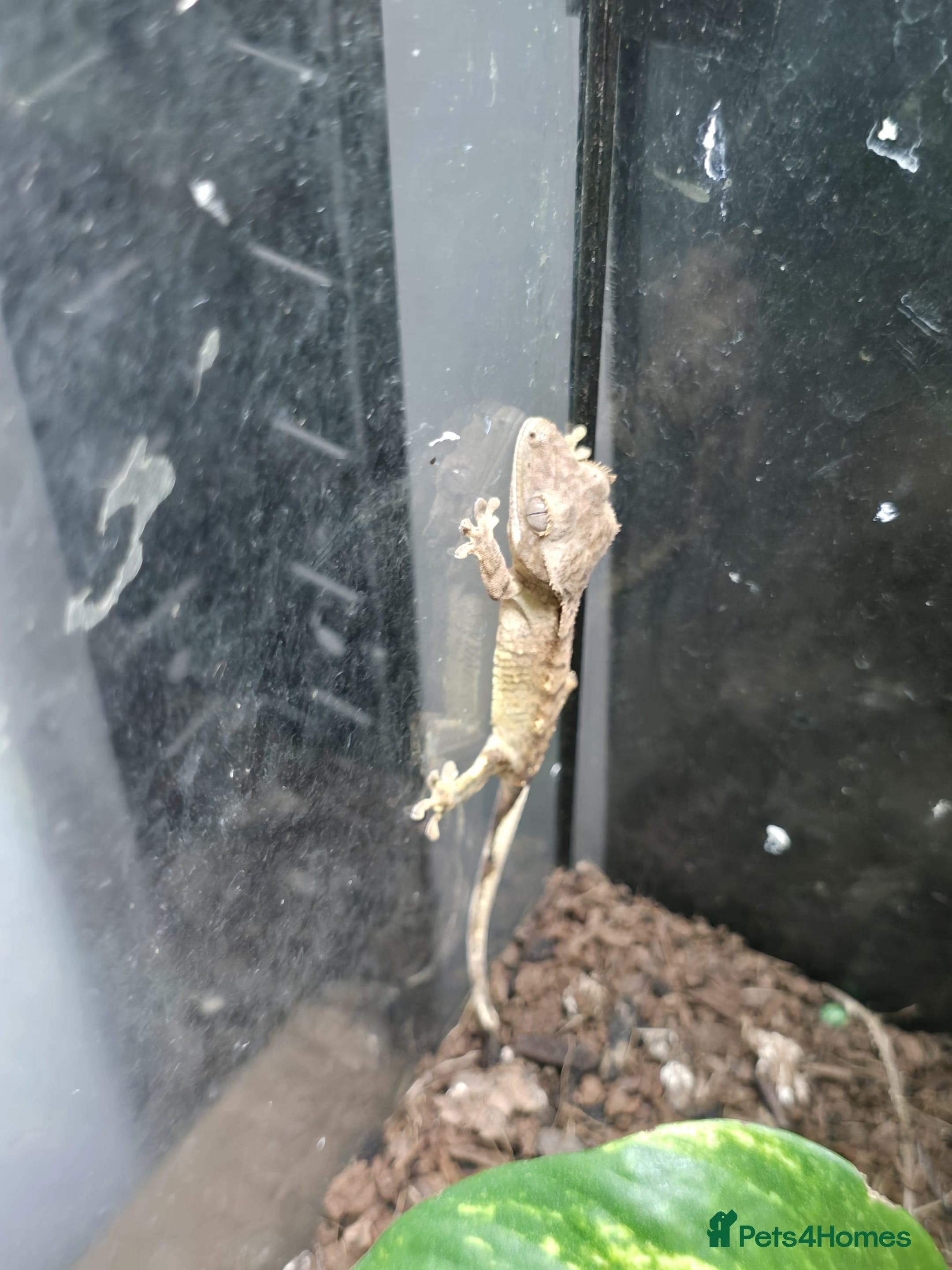 Gecko reptiles CRESTED GECKOS  - Advert 1