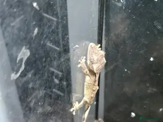 Gecko reptiles CRESTED GECKOS - Advert 1