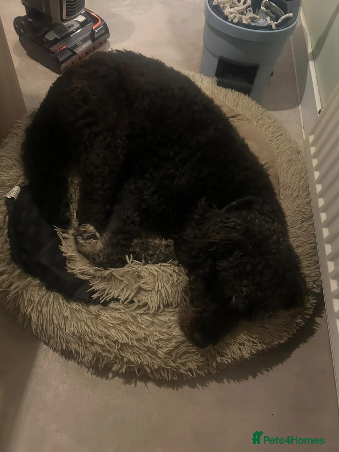 Labradoodle dogs for sale: Marley 9 years extra loving needs the perfect home - Advert 3