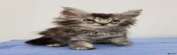 Maine Coon cats for sale: Pedigree Maine Coon Kittens for sale  - Advert 12