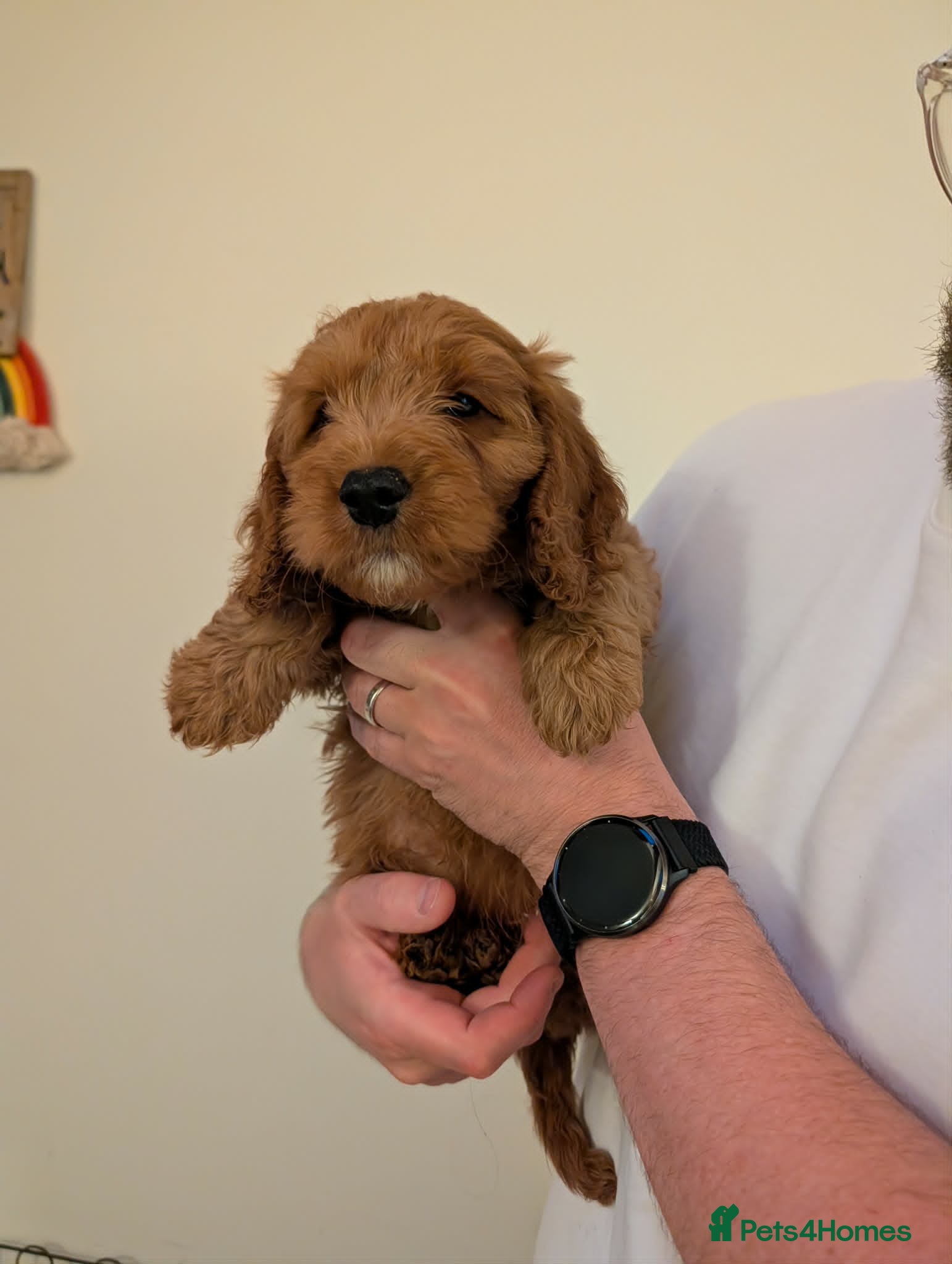 Cockapoo dogs Cockapoo Puppies (F2) - Advert 8